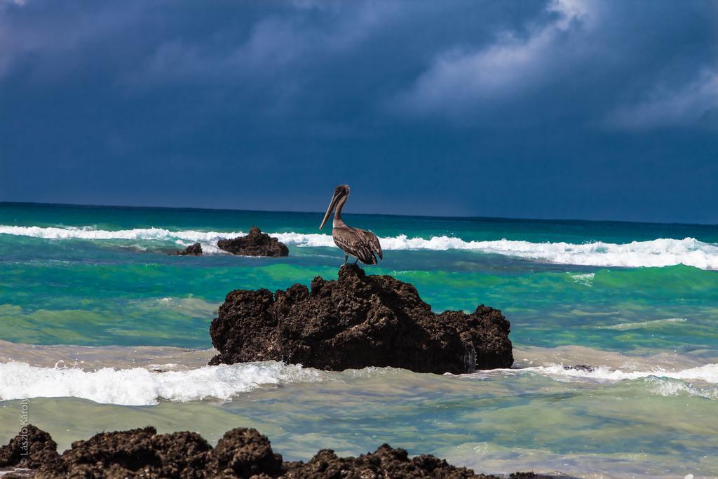 Iguana Crossing Boutique Hotel Puerto Villamil Dış mekan fotoğraf