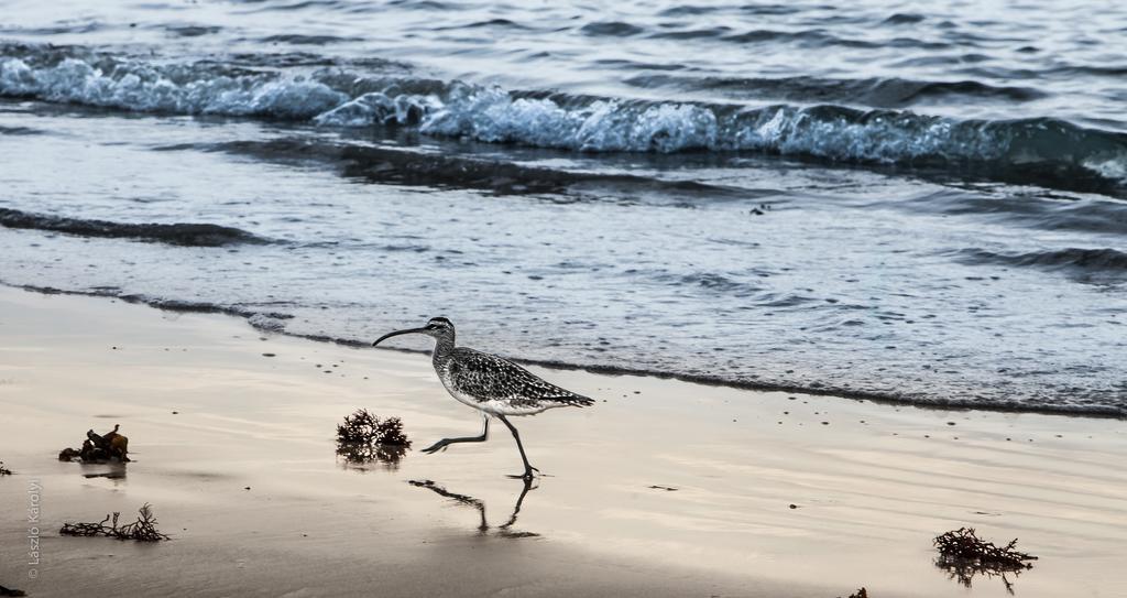 Iguana Crossing Boutique Hotel Puerto Villamil Dış mekan fotoğraf